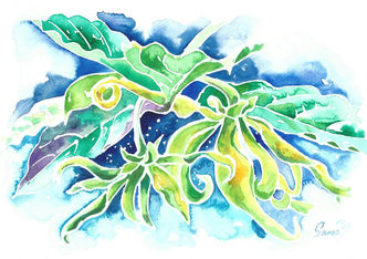 ylang-ylang.jpg