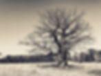 9109C9F7-0F44-451E-A0E5-B72AD299810E.jpeg