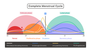 Just Drivers: How similar is Body Physiology Between male and female Drivers?