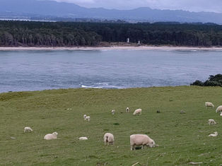 ニュージーランド…に行く前に