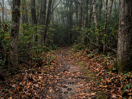 How Hunting Pressure Affects Deer Hunting Success