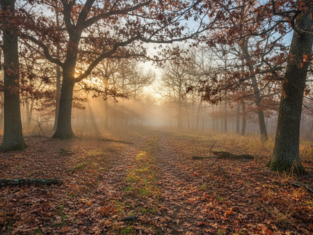 How to Be Successful Deer Hunting on Public Land