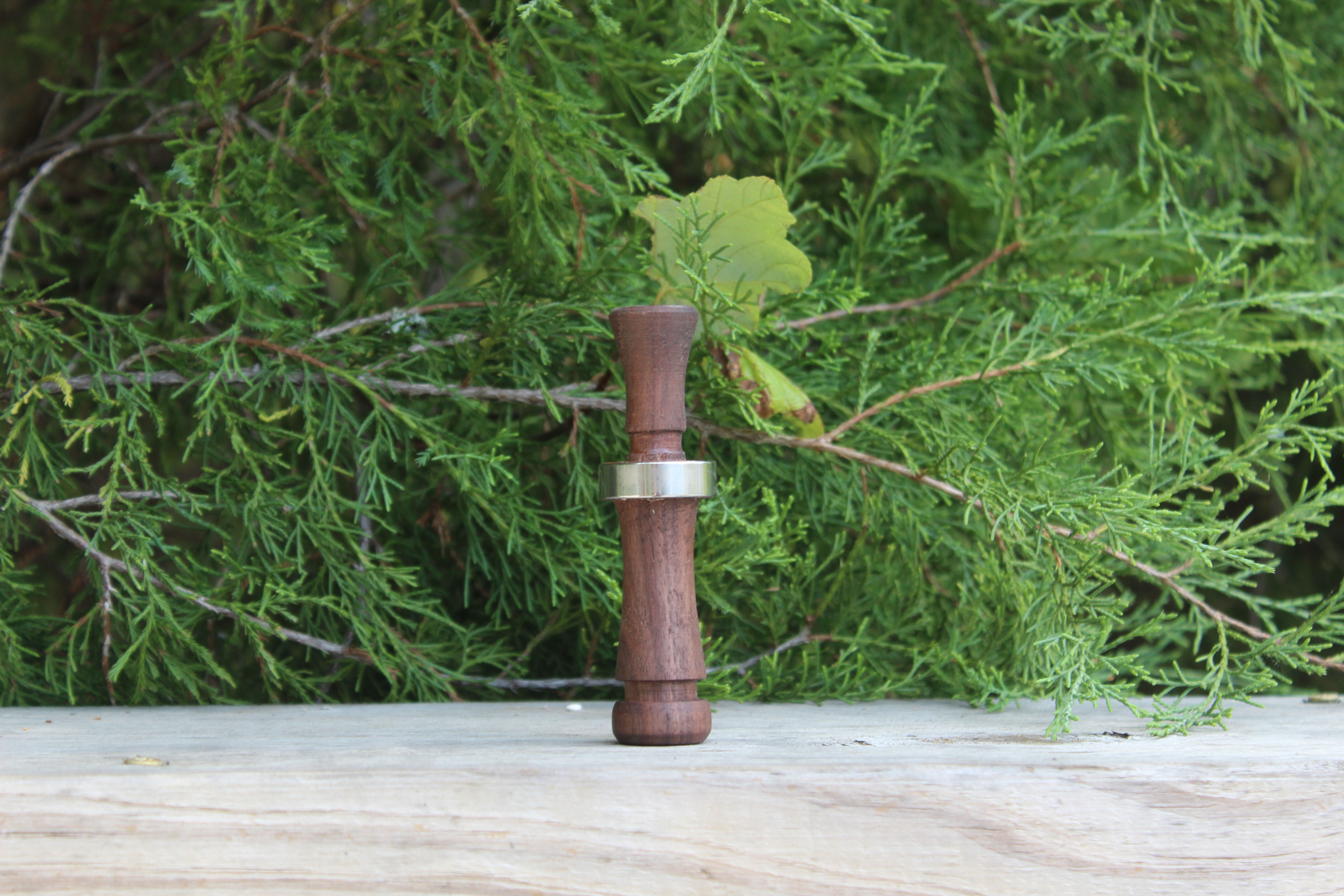 Black walnut cut down