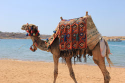 Египет 023.JPG