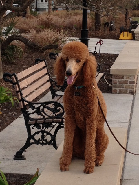 Poodle In Park