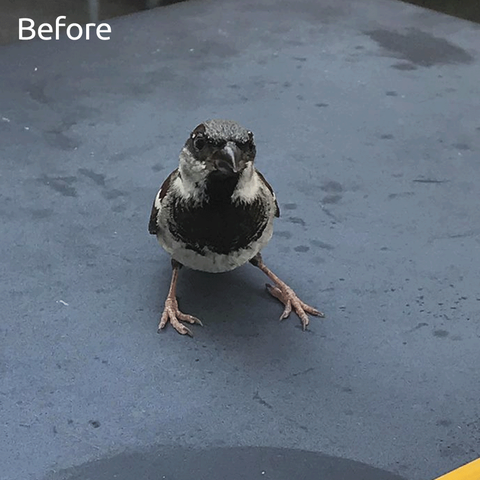bird.gif