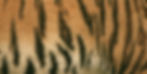 Tiger stripes in the background of a link to a video from canva which allows users to take a foundation damage quiz this image is decorative but shows the company's love of the LSU tigers