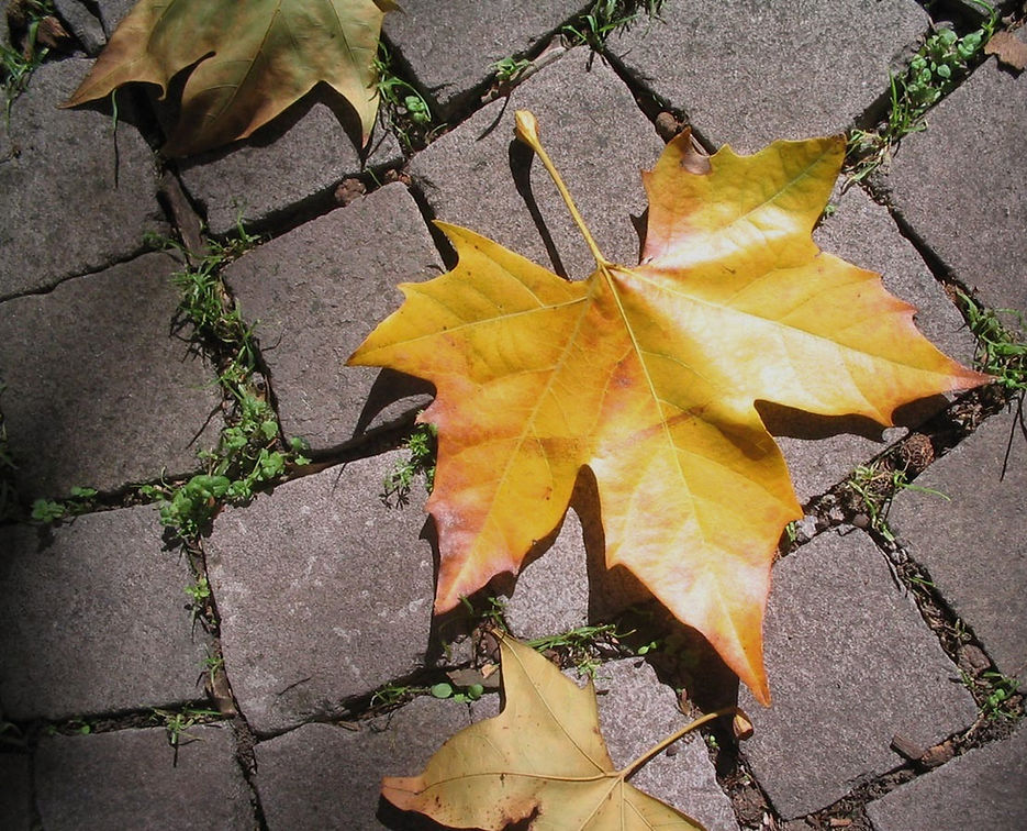 Fallen Leaves_edited.jpg