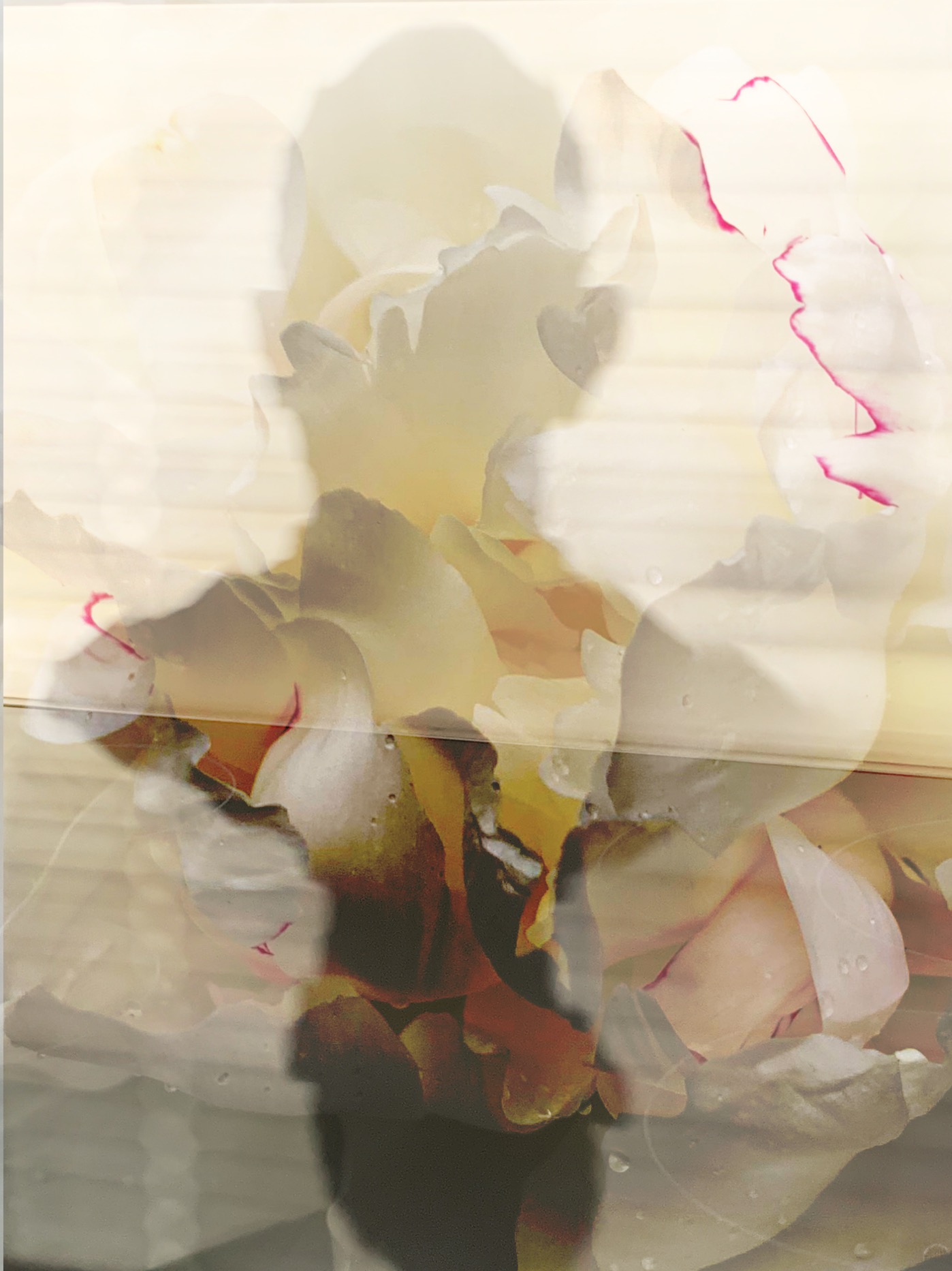 Shadows #501