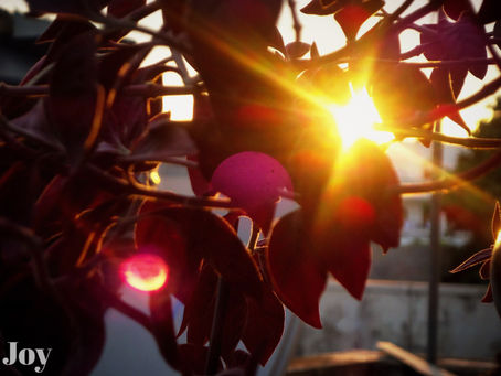 Sunburst
