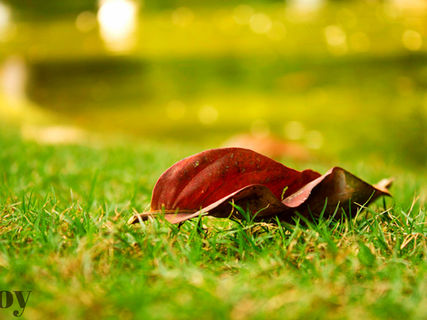 Leaves