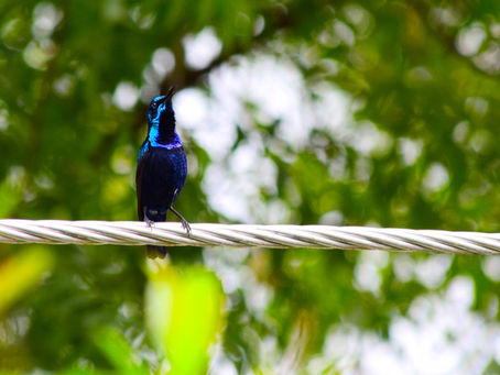 Birdsong – 1st Edition!