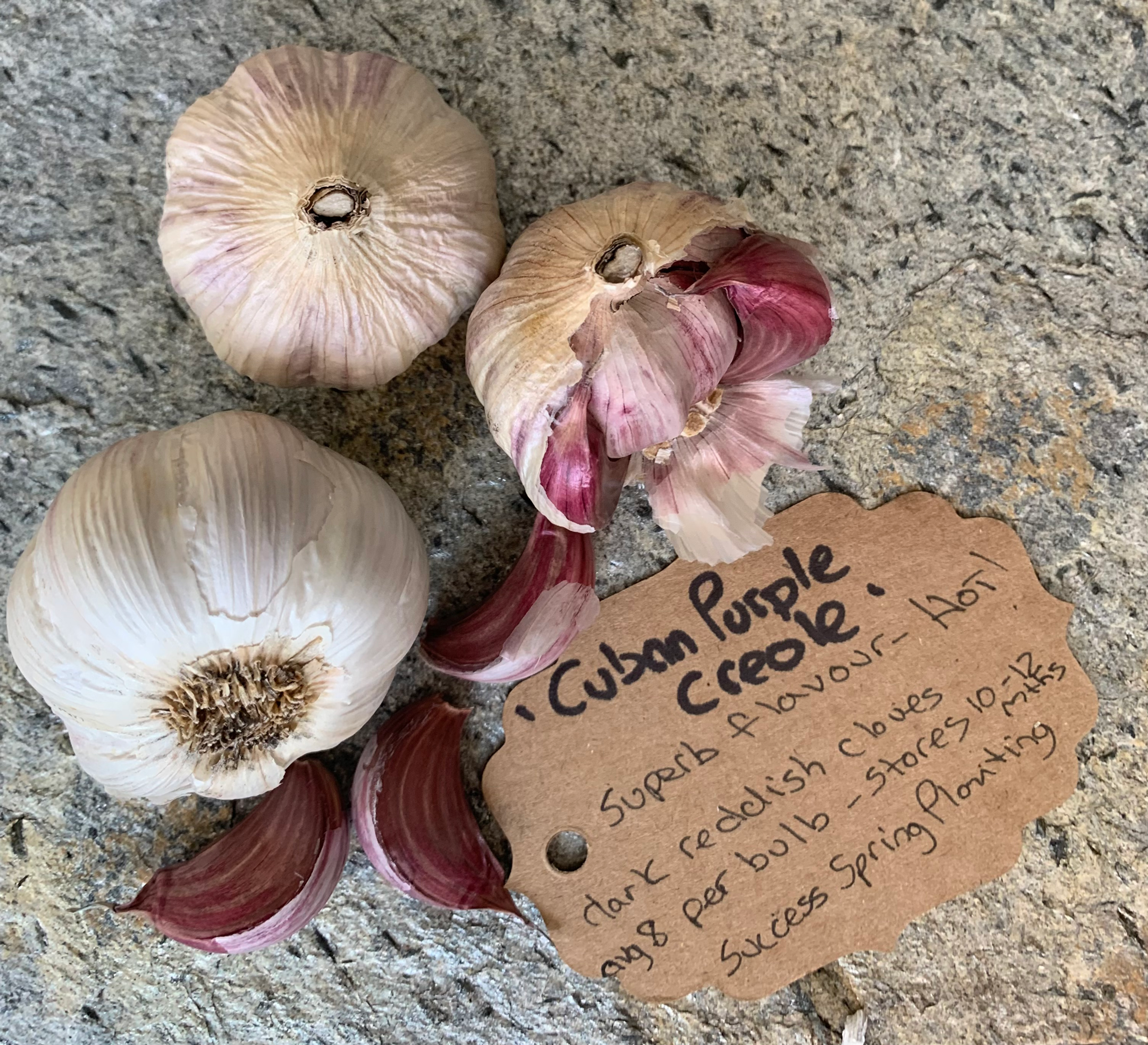 Cuban Purple Creole