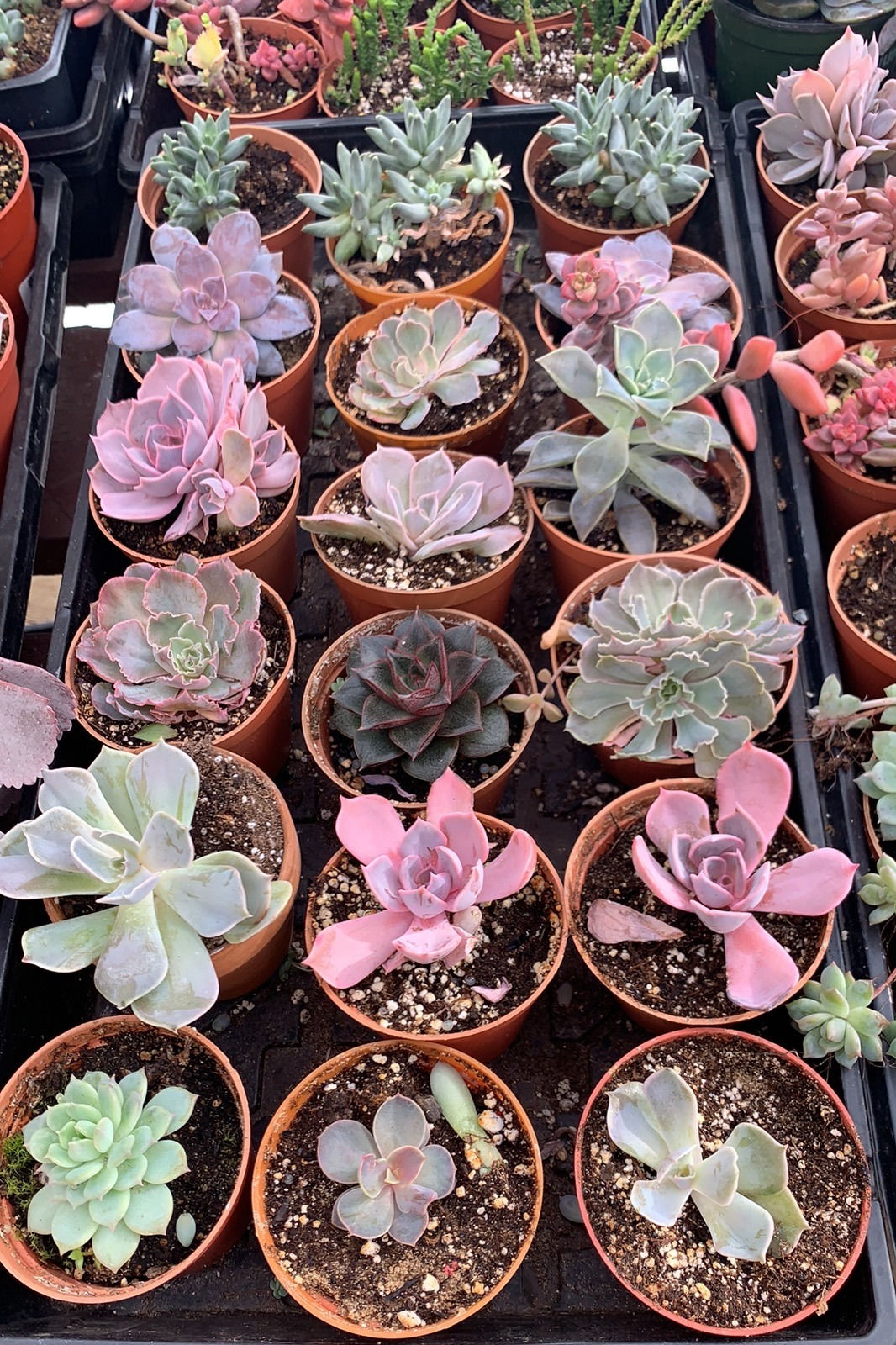 BYOP and pick a plant