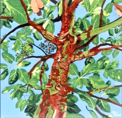 Arbutus Peeling, West Coast Art, Original Arbutus Tree Painting