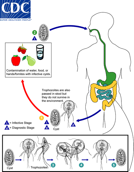 Giardia_LifeCycle.gif