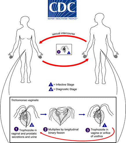Trichomonas_LifeCycle.gif