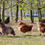 Thumbnail: 清远鸡｜Qingyuan Chicken