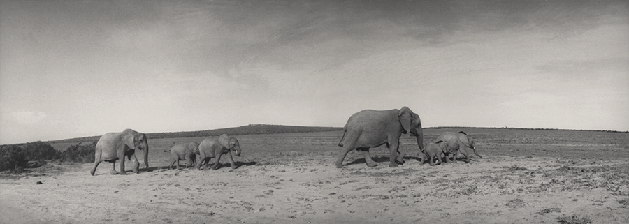 Elephant family at Addo