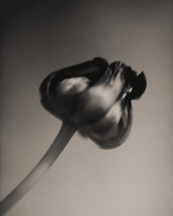 silke-lauffs-tulip-image