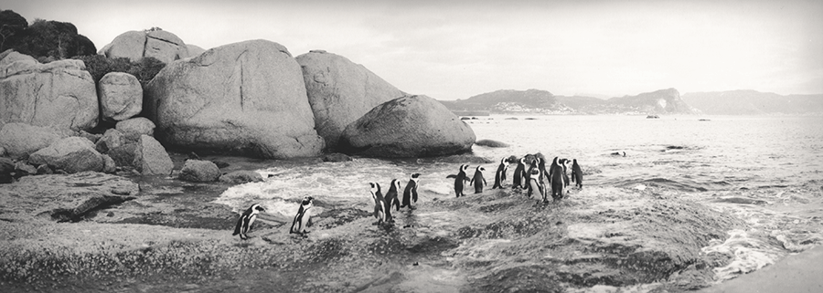 304_PenguinsBoulders