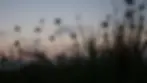 copyright_Meryl Bertrand_floral-sunset.webp