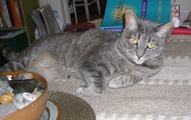 Gray-striped tabby lying on her left side on an oval gray rug surrounded by books and a wooden bowl filled with stobes and crystals.