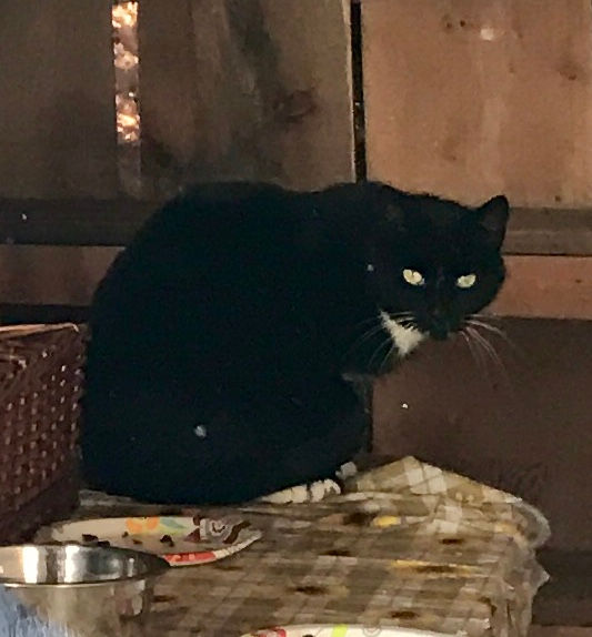 Tuxedo cat sitting on a table.