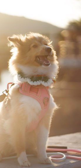 A happy Sheltie puppy, a great example of why good nutrition should start young for a lifetime of health.
