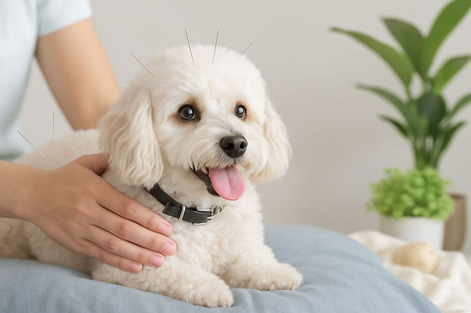 acup white poodle.jpg