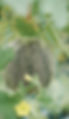 osaka_melon01.jpg