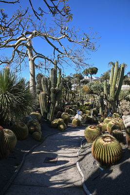 A path between the cacti of the Gardens