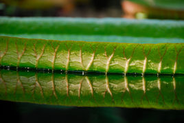 Victoria amazonia