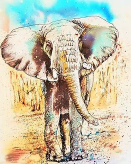 Samburu Elephant