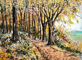 Forest Walk