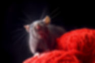 Rat2.jpg