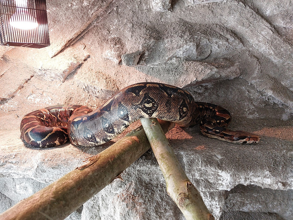 Das Riesenproblem mit den Riesenschlangen