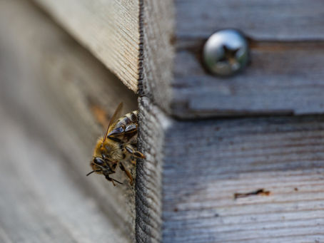 Start der Bienensaison