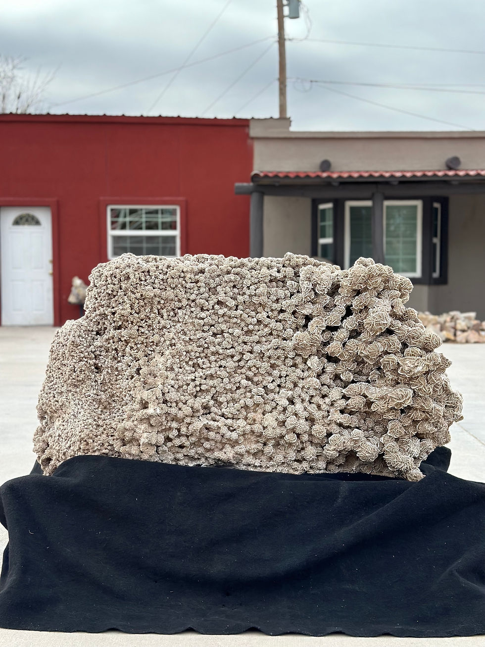 Thumbnail: Desert Rose
