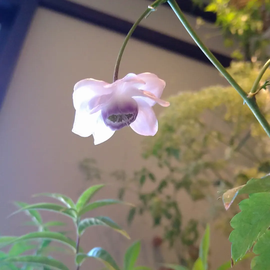 執筆者の写真: 花姫