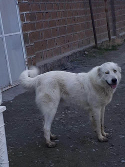 Dzmerr's father in Armenia