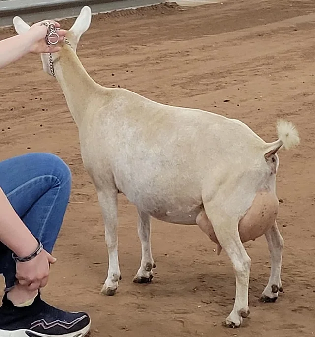 GCH SHORT ON HEAVEN UGOT THE GRACEÂ 7*M 7*D 90.7EX