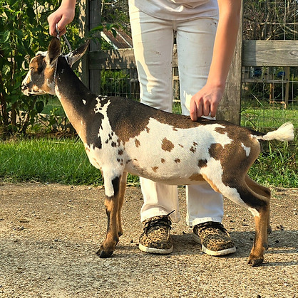 SHORT ON HEAVEN DESERT FOX