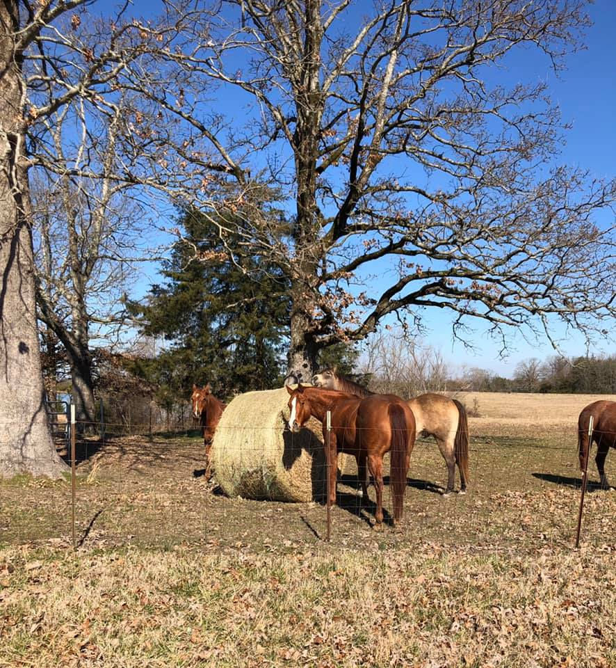 Nigerian Goat farm in Mississippi