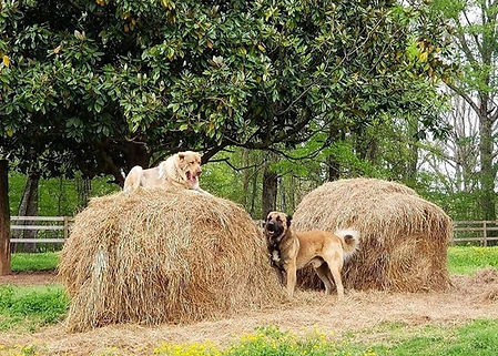 Armenian Gampr breeder in the USA