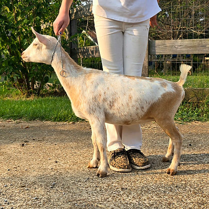 SHORT ON HEAVEN GLITTER