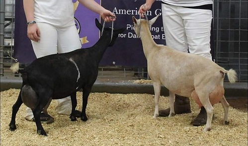 GCH Short on Heaven UGot The Grace 7*M 7*D 90.7EX