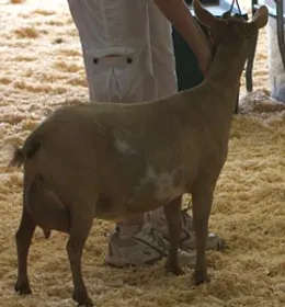 SD: SGCH Algedi Farm H Purple Rain 4*M 4*D