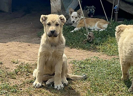 Armenian Gampr import puppy