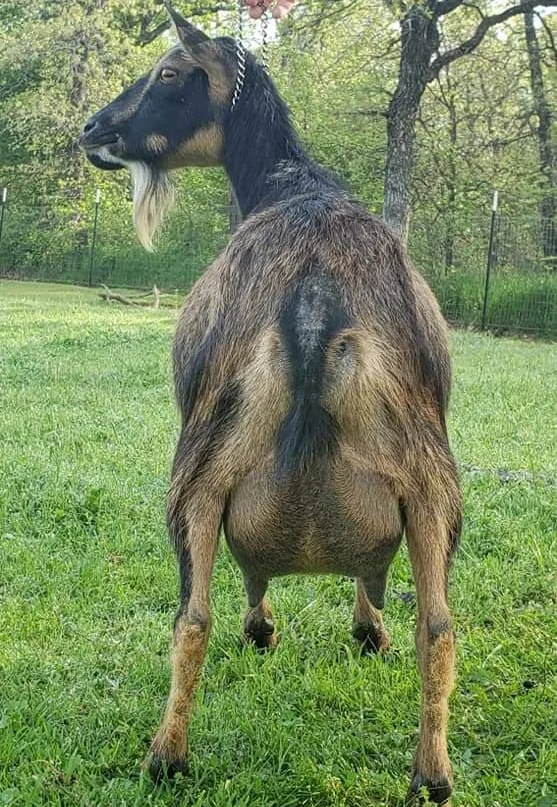 DAM:Â Rosasharn WW Nala 6*M